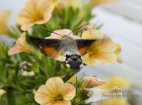 Taubenschw&auml;nzchen - NIKON D3100 mit Tamron 70-300mm MACRO