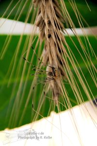 Spinne in Weizen-&Auml;hre - NIKON D7200 mit SIGMA Tele-Zoom DC 18-250mm 1:3,5-6,3 HSM MACRO