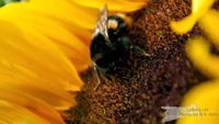 Erdhummel in Sonnenblume - NIKON D7200 mit SIGMA Tele-Zoom DC 18-250mm 1:3,5-6,3 HSM MACRO