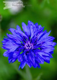 Blaue Kornblume - NIKON D7200 mit SIGMA Tele-Zoom DC 18-250mm 1:3,5-6,3 HSM MACRO