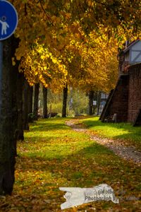 Herbst am Main - NIKON D7200 mit SIGMA 150-600mm Contemporary