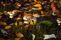 Pilz-Stimmung - NIKON D7200 mit SIGMA Tele-Zoom DC 18-250mm 1:3,5-6,3 HSM MACRO