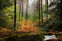 Wald-&quot;Licht&quot;ung Babenhauser Wald - NIKON D7200 mit SIGMA Tele-Zoom DC 18-250mm 1:3,5-6,3 HSM MACRO