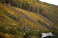 Weinberge im Herbst - NIKON D7200 mit SIGMA 150-600mm Contemporary