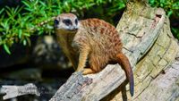 Erdm&auml;nnchen Opel-Zoo Kronberg/TS. - NIKON D7200 mit SIGMA 150-600mm Contemporary