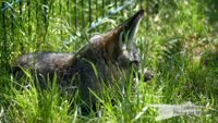 L&ouml;ffelhund - Opel-Zoo Kronberg/TS. - NIKON D7200 mit SIGMA 150-600mm Contemporary