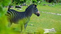 Zebra Opel-Zoo Kronberg/TS. - NIKON D7200 mit SIGMA 150-600mm Contemporary