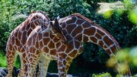 Netzgiraffe Opel-Zoo Kronberg/TS. - NIKON D7200 mit SIGMA 150-600mm Contemporary