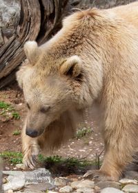 Syrischer Braunb&auml;r Zoo HD - NIKON D7200 mit SIGMA 150-600mm Contemporary