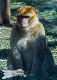 Berber-Affe Opel-Zoo Kronberg/TS. - NIKON D7200 mit SIGMA 150-600mm Contemporary