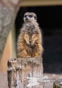 Erdm&auml;nnchen Zoo HD - NIKON D7200 mit SIGMA 150-600mm Contemporary