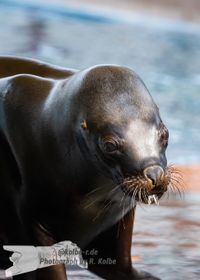 M&auml;hnenrobbe Zoo HD - NIKON D7200 mit SIGMA 150-600mm Contemporary