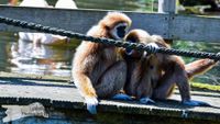 Gibbon-Affen Opel-Zoo Kronberg/TS. - NIKON D7200 mit SIGMA 150-600mm Contemporary