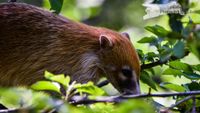 S&uuml;damerik. Nasenb&auml;r Opel-Zoo Kronberg/TS. - NIKON D7200 mit SIGMA 150-600mm Contemporary