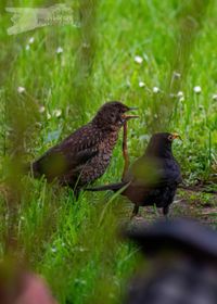 Vater-Amsel und Kind - wie zerlege ich einen Regenwurm