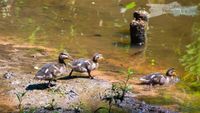 Stockenten-Babys im Brudergrund