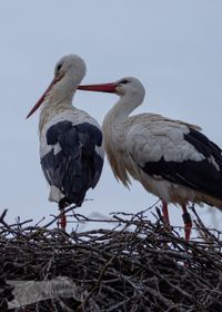 Storchen-P&auml;rchen im Horst