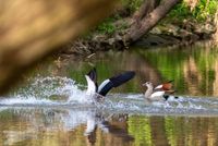 Nilgans-Landung im Main