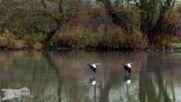 Nilg&auml;nse im Tiefflug &uuml;bern Main