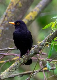 Amsel-M&auml;nnchen h&auml;lt Ausschau...