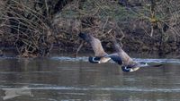 &Uuml;berflug der Kanadag&auml;nse