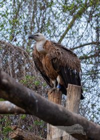 G&auml;nsegeier im Zoo Heidelberg