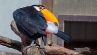 Riesentukan im Zoo Heidelberg