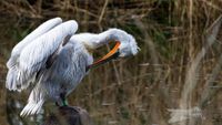 Krauskopf-Pelikan im Zoo Heidelberg