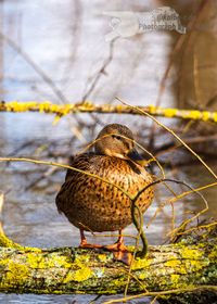 Stockenten-Weibchen am Main