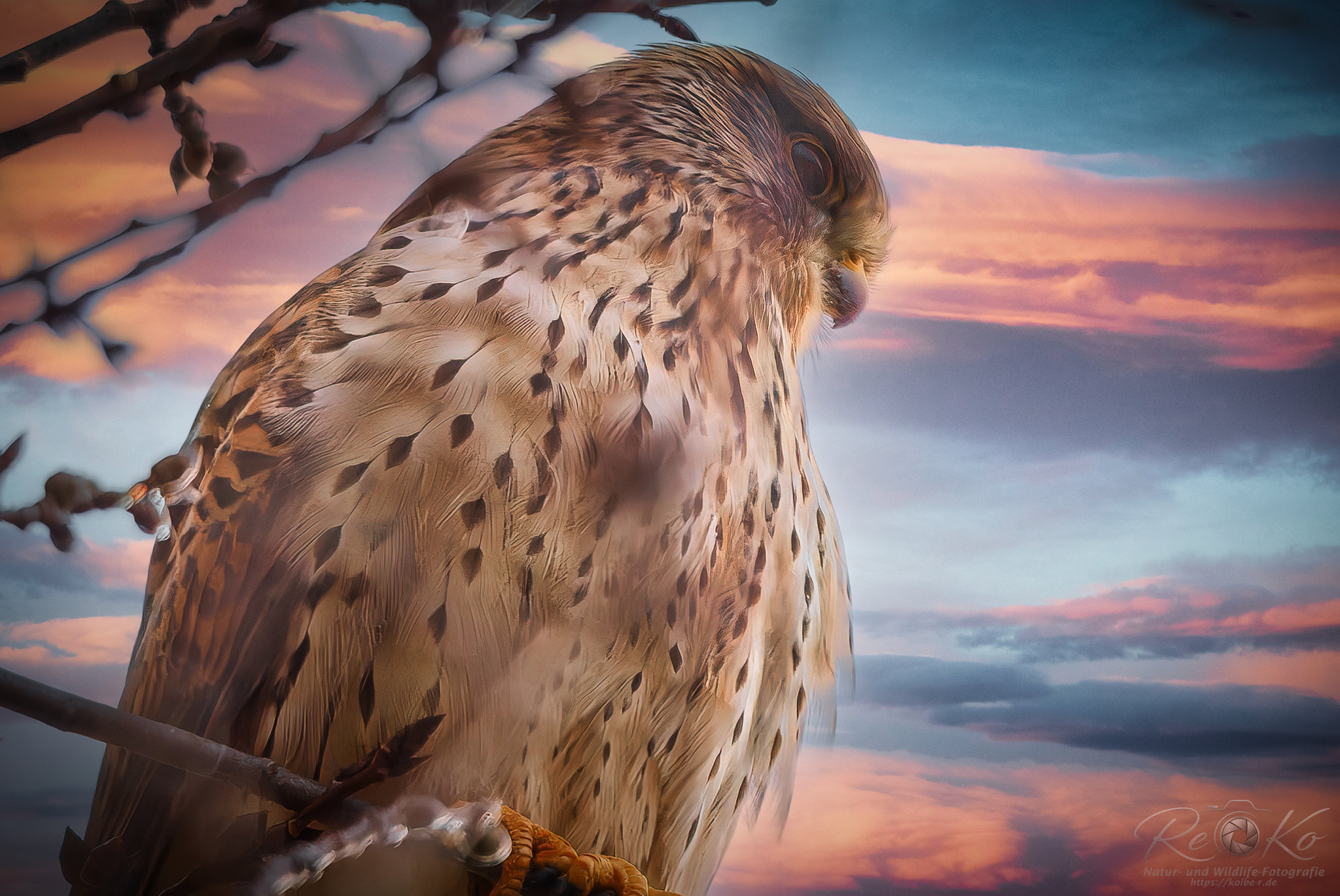 Turmfalke Weibchen