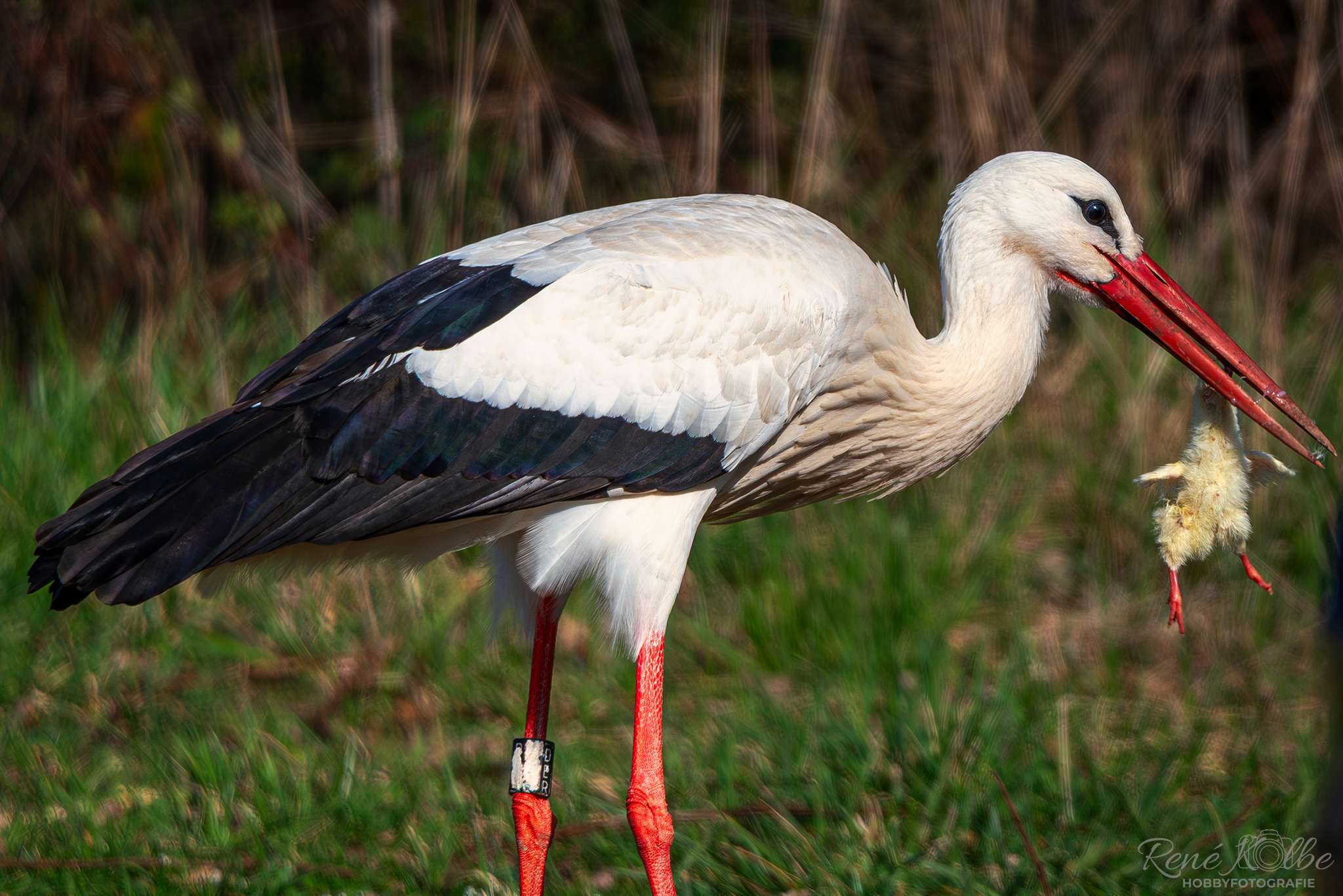 Weißstorch beim Frühstück