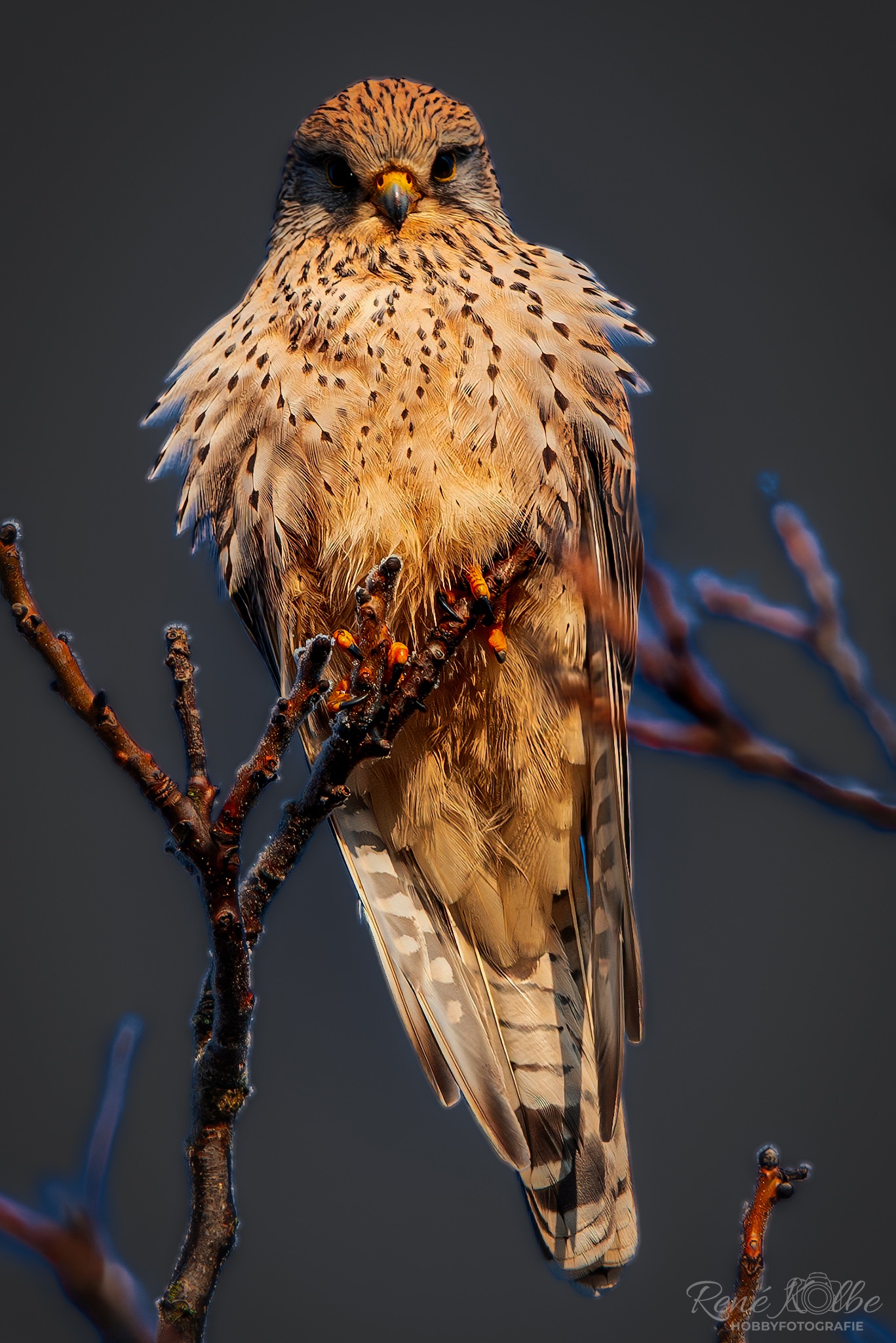 Turmfalke auf Wacht
