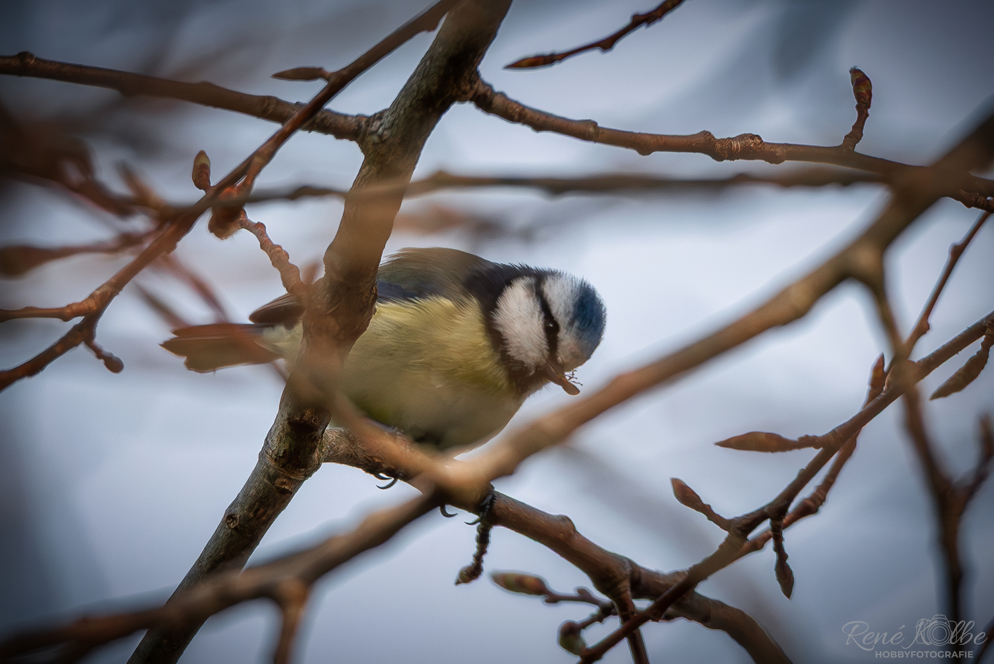 Blaumeise mit Futter