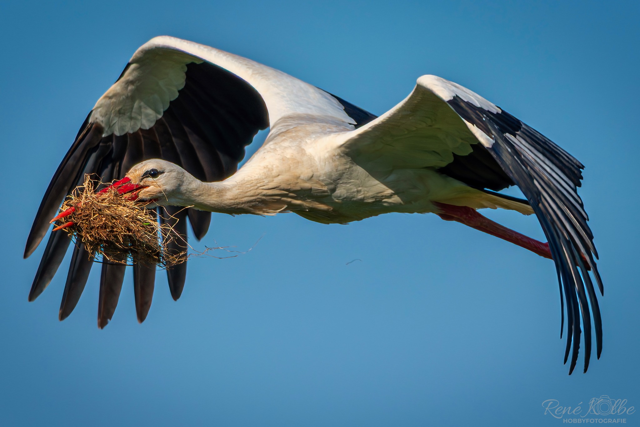Storch im Flug